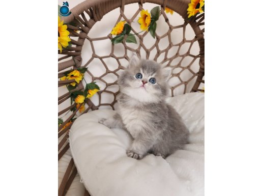 SHOW KALİTE SAFKAN BRITISH LONGHAIR BLUE YAVRU HAZIR