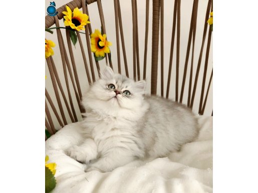 SHOW KALİTE BRITISH LONGHAIR SILVER PUFIDIK - TOMBİŞ ERKEK