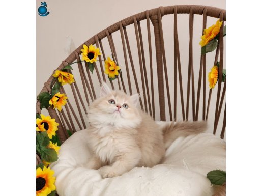 SHOW KALİTE, SAFKAN GOLDEN BRITISH LONGHAIR YAVRULAR HAZIR