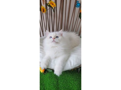 SHOW KALİTE, SAFKAN GOLDEN BRITISH LONGHAIR YAVRULAR HAZIR