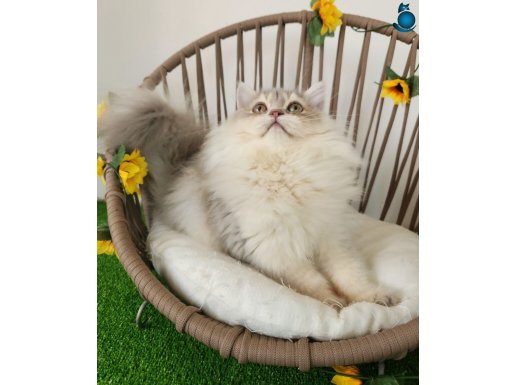 SAFKAN BRITISH LONGHAIR GOLDEN VE SILVER YAVRULAR HAZIR