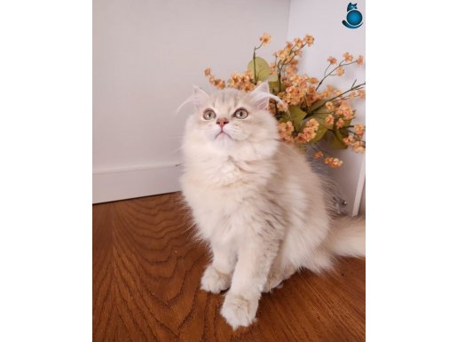 SAFKAN BRITISH LONGHAIR GOLDEN VE GOLDENPOINT YAVRULAR HAZIR