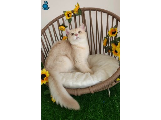 SAFKAN GOLDEN BRITISH SHORTHAIR YAVRULAR HAZIR