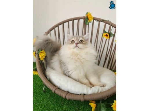 SAFKAN BRITSH LONGHAIR GOLDEN YAVRULAR