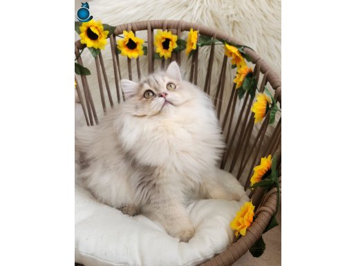 Safkan British LongHair Yavrular Yeni Yuvaları İçin Hazır