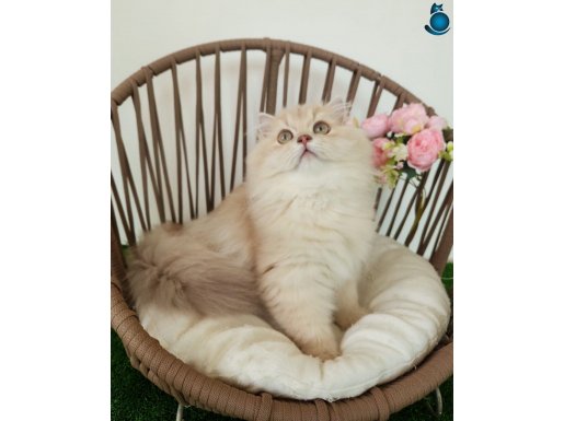 British Longhair Golden Yavrular Hazır