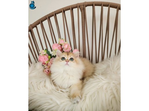 SAFKAN BRITISH GOLDEN YAVRULAR HAZIR