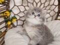 SHOW KALİTE SAFKAN BRITISH LONGHAIR BLUE YAVRU HAZIR