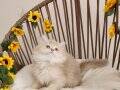 SHOW KALİTE, SAFKAN GOLDEN BRITISH LONGHAIR YAVRULAR HAZIR