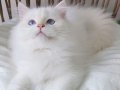 SHOW KALİTE, SAFKAN GOLDEN BRITISH LONGHAIR YAVRULAR HAZIR