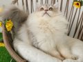 SAFKAN BRITISH LONGHAIR GOLDEN VE SILVER YAVRULAR HAZIR