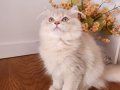 SAFKAN BRITISH LONGHAIR GOLDEN VE GOLDENPOINT YAVRULAR HAZIR