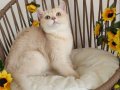 SAFKAN GOLDEN BRITISH SHORTHAIR YAVRULAR HAZIR