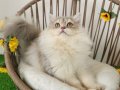 SAFKAN BRITSH LONGHAIR GOLDEN YAVRULAR