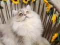 Safkan British LongHair Yavrular Yeni Yuvaları İçin Hazır
