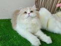 Golden British Longhair Nadide Güzellikler Karşınızda