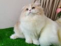 Golden British Longhair Nadide Güzellikler Karşınızda