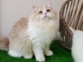 Golden British Longhair Nadide Güzellikler Karşınızda