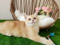 Golden British Shorthair Yakışıklı Yavru Karşınızda