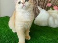 Golden British Shorthair Yakışıklı Yavru Karşınızda
