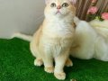 Golden British Shorthair Yakışıklı Yavru Karşınızda