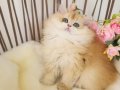 Safkan, Show Kalite British LongHair Yavrular Hazır