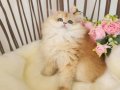 Safkan, Show Kalite British LongHair Yavrular Hazır