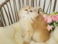 Safkan, Show Kalite British LongHair Yavrular Hazır