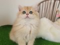 Safkan, Show Kalite British LongHair Yavrular Hazır