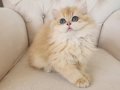 Safkan, Show Kalite British LongHair Yavrular Hazır