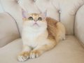 Safkan British Shorthair Golden NY12 Erkek Yavru