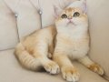 Safkan British Shorthair Golden NY12 Erkek Yavru