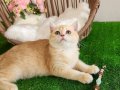 Safkan British Shorthair Golden NY12 Erkek Yavru