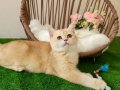 Safkan British Shorthair Golden NY12 Erkek Yavru