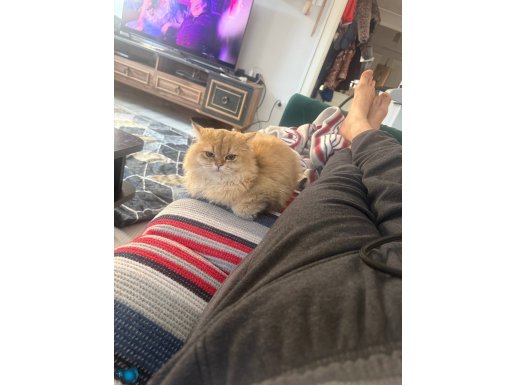 Saf kan birtish golden longhair