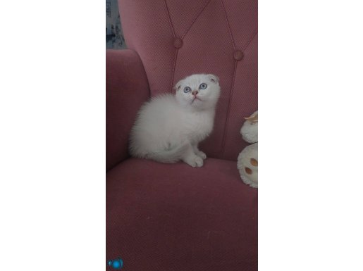 Mükemmel erkek bebegim