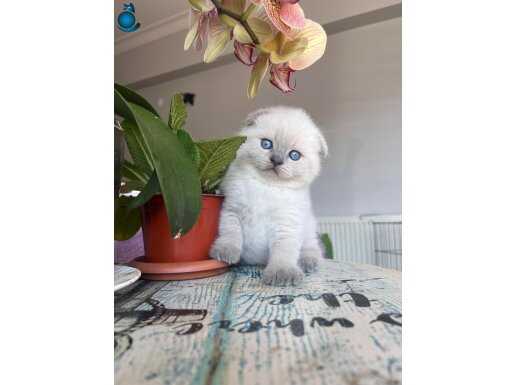 Beyaz Rüya: Oyuncu ve Sosyal Scottish Fold Yavrusu