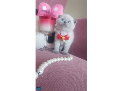 Daha güzeli yok