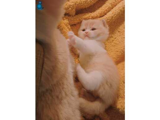 Safkan british shorthair