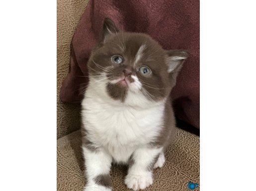 Safkan Britishshorthair 