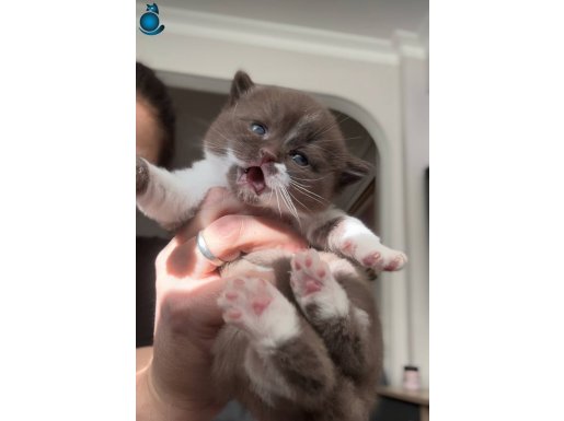 Safkan çikolata bicolor dişi