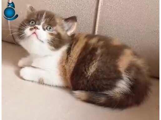 British Shorthair Çikolata Beyaz Maskeli Özel Yavru