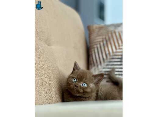Çikolata bicolor fawn ve çikolata Britishshorthair bebekler