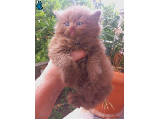 Cinnamon Erkek kedimiz