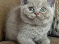 Orjinal Fawn britishshorthair