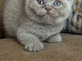 Orjinal Fawn britishshorthair