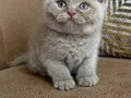 Orjinal Fawn britishshorthair