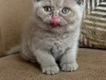 Orjinal Fawn britishshorthair