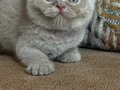 Orjinal Fawn britishshorthair