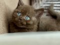 Çikolata bicolor fawn ve çikolata Britishshorthair bebekler
